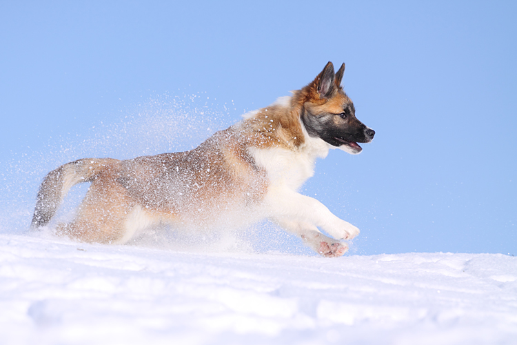 Islandhund Pontus