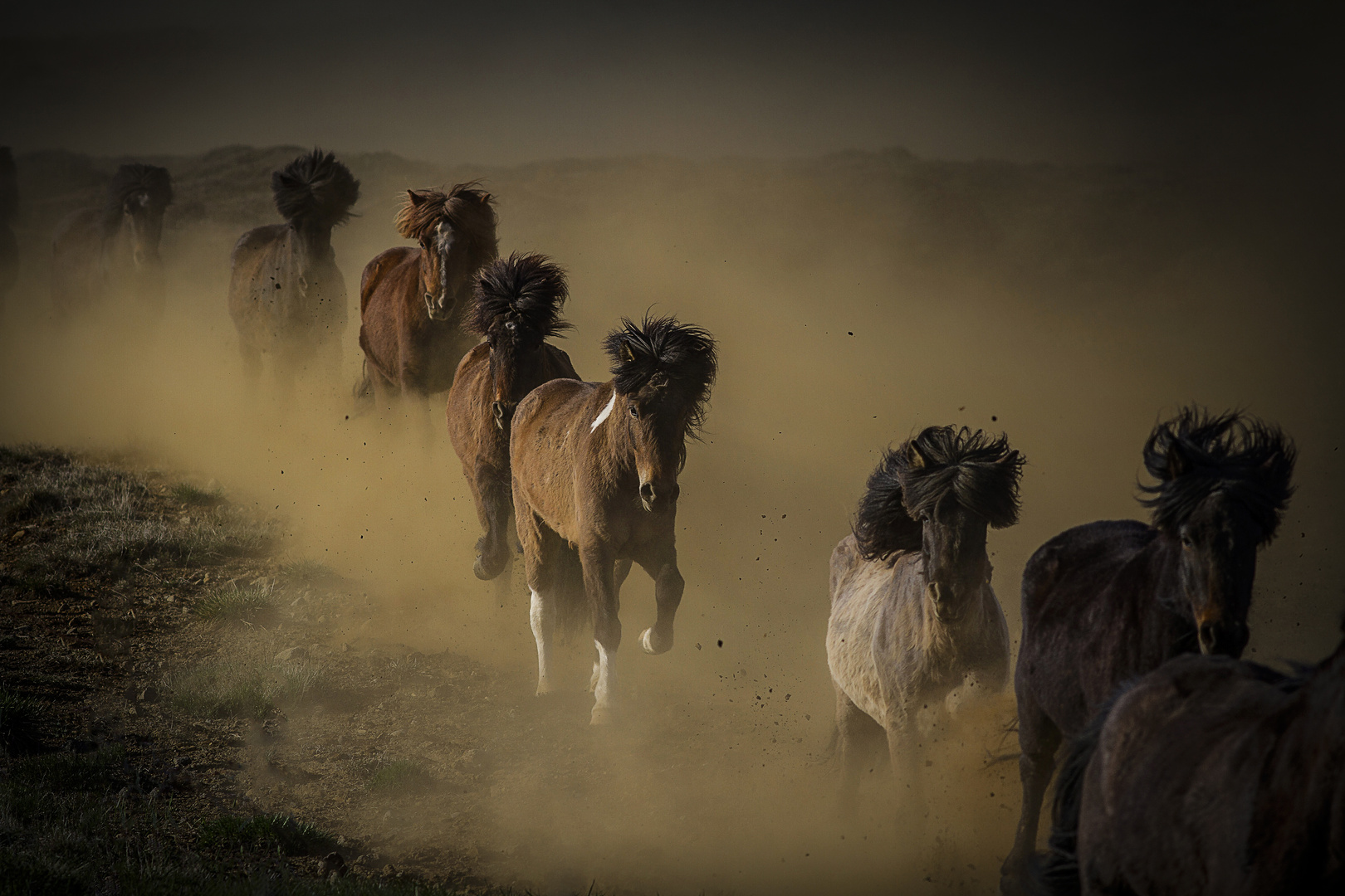 Islandic Horse Power