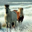 Islandische pferde auf der Kampina