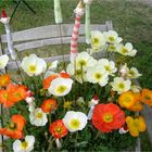 Islandmohn