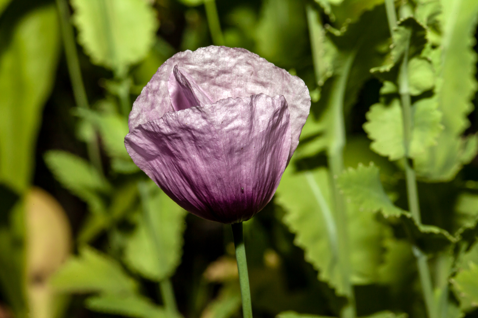 Islandmohn