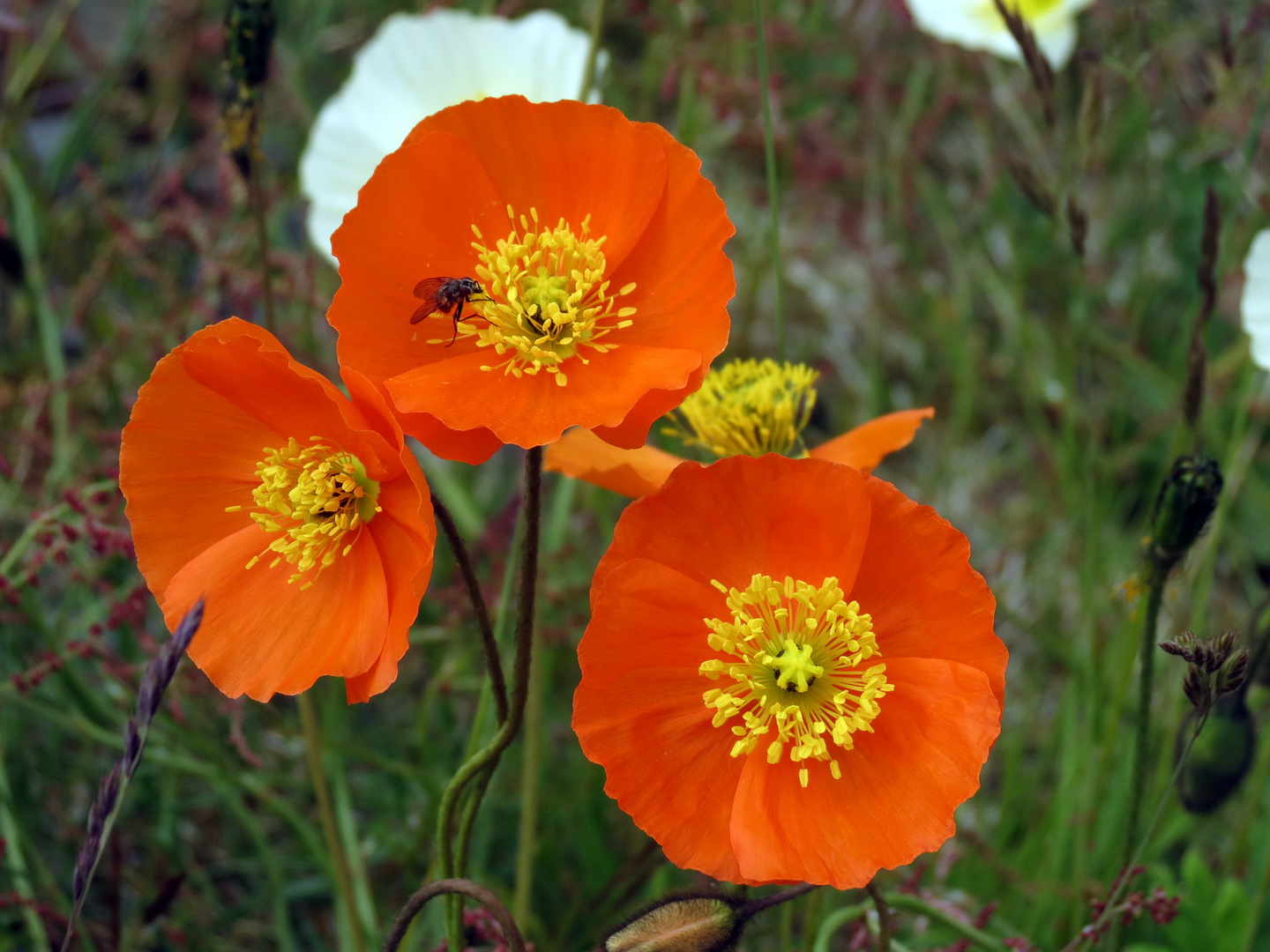 Islandmohn