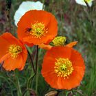 Islandmohn