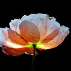 Islandmohn 2