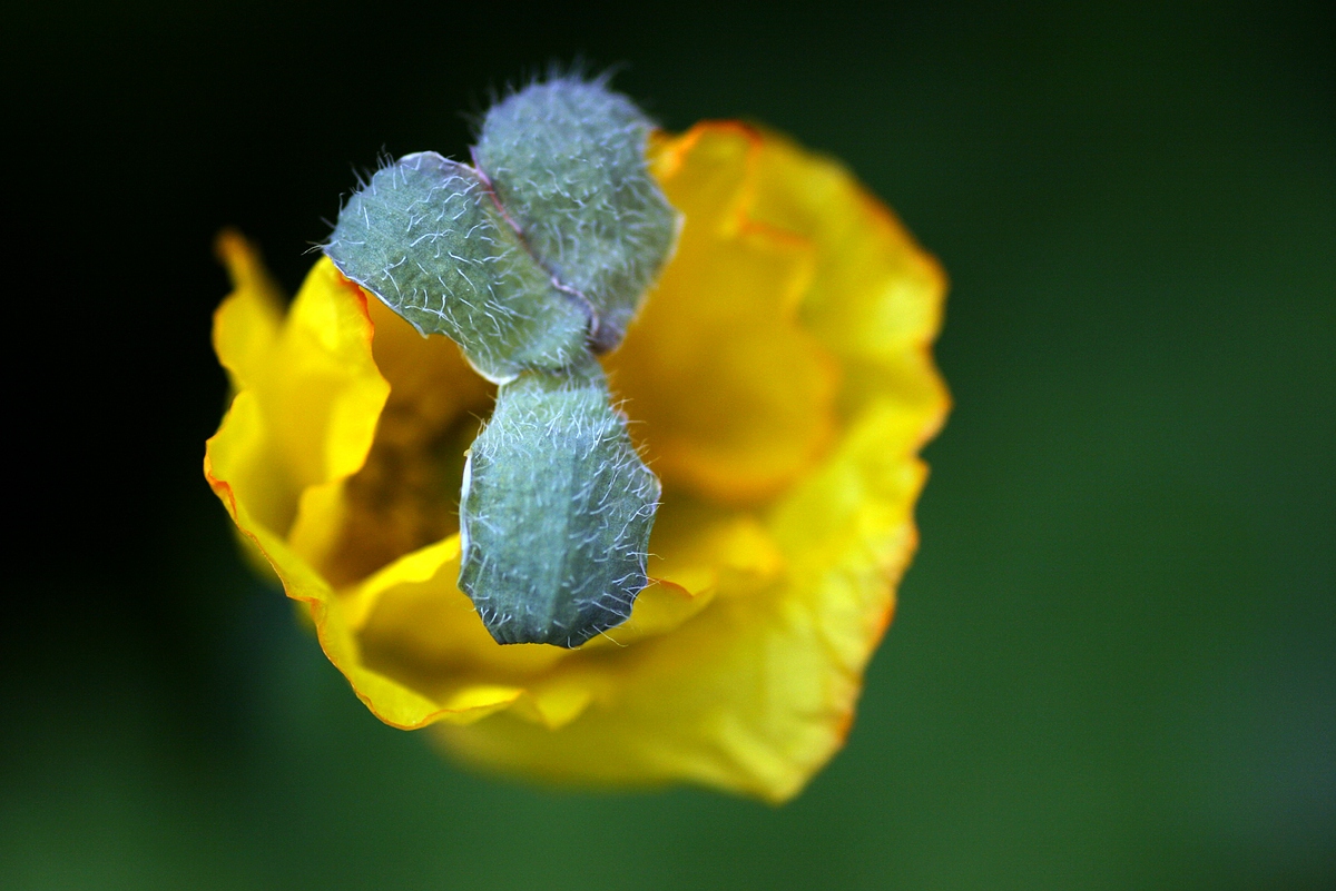 Islandmohn 2