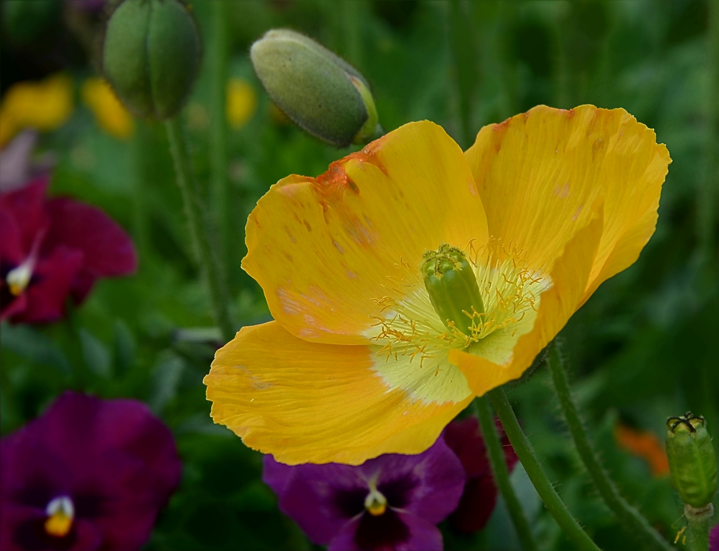 Islandmohn 