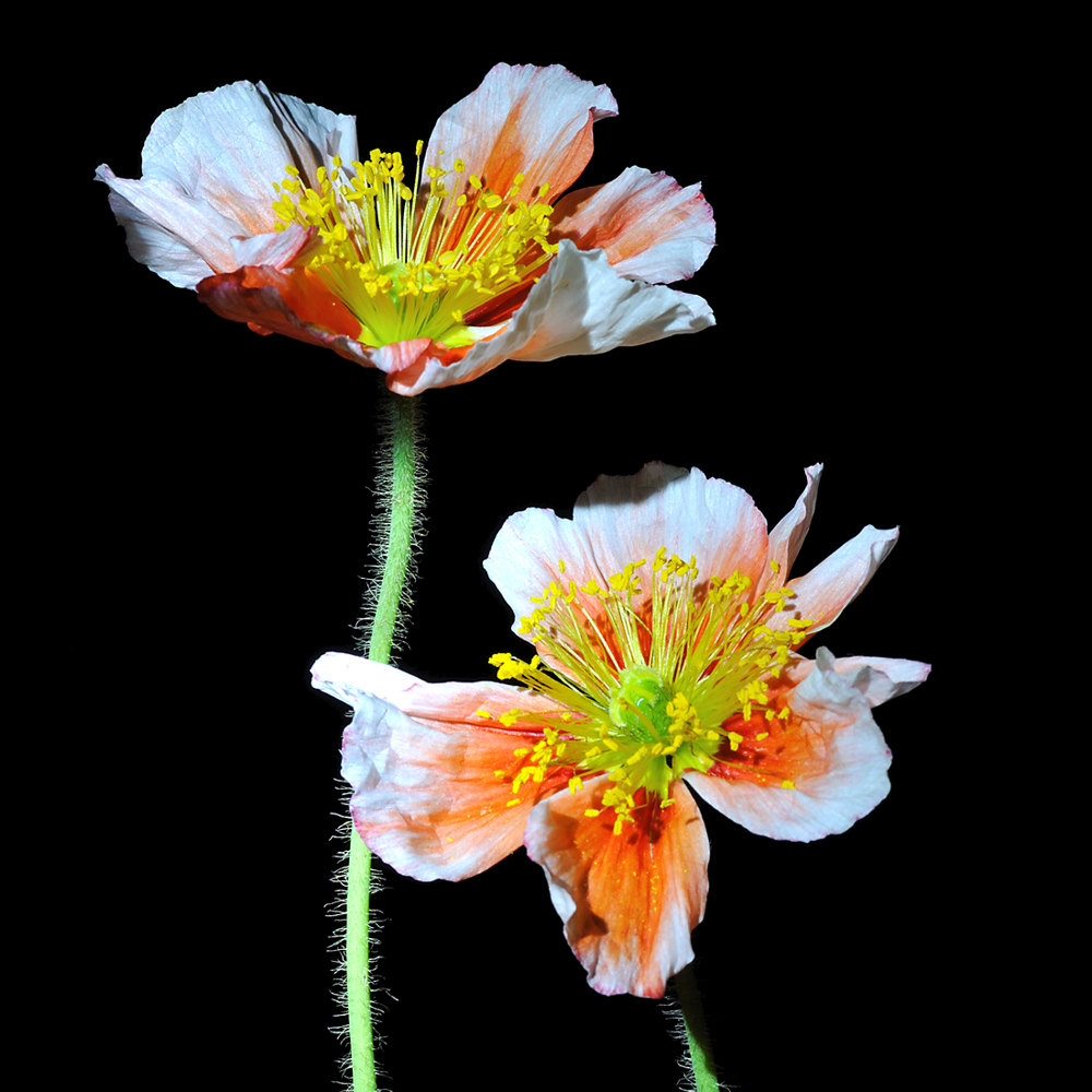 Islandmohn 3