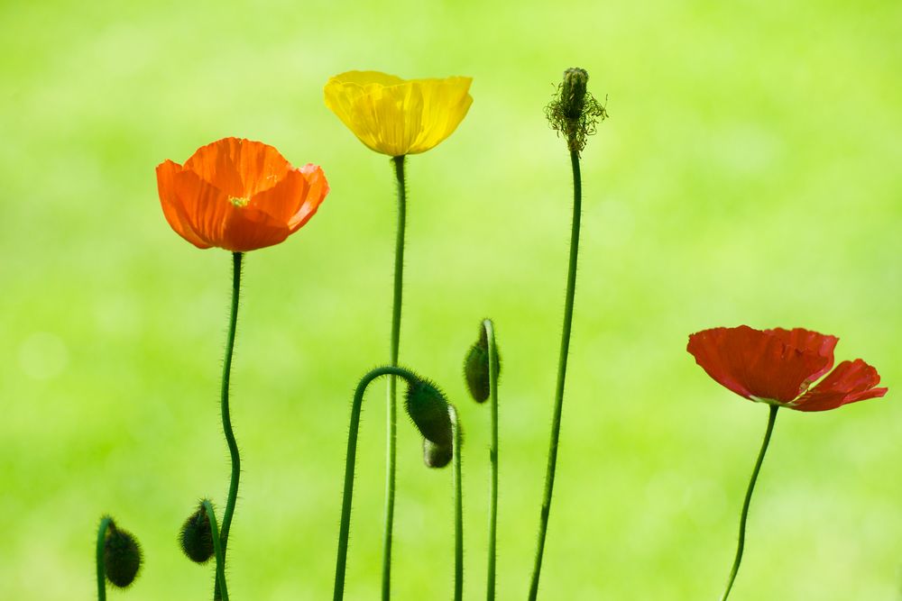 Islandmohn