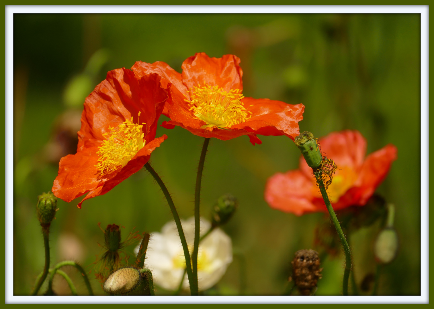 °°°° Islandmohn °°°°