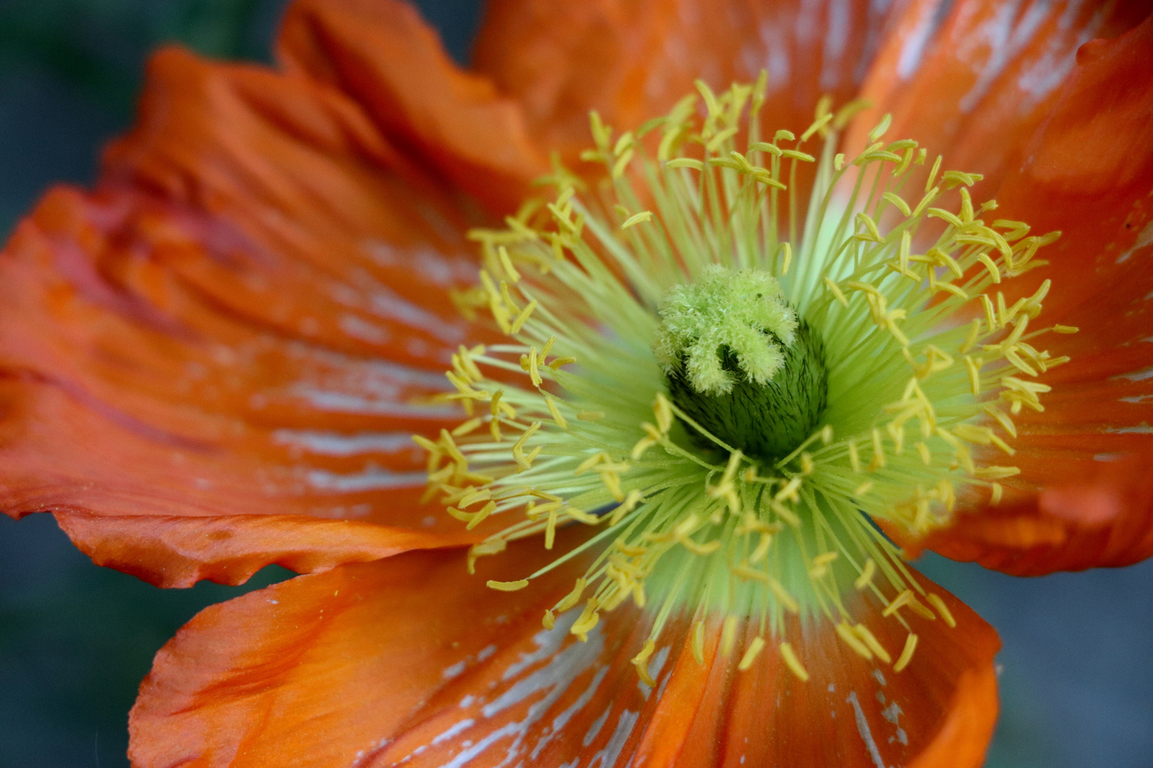 Islandmohn