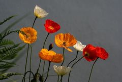 Islandmohn