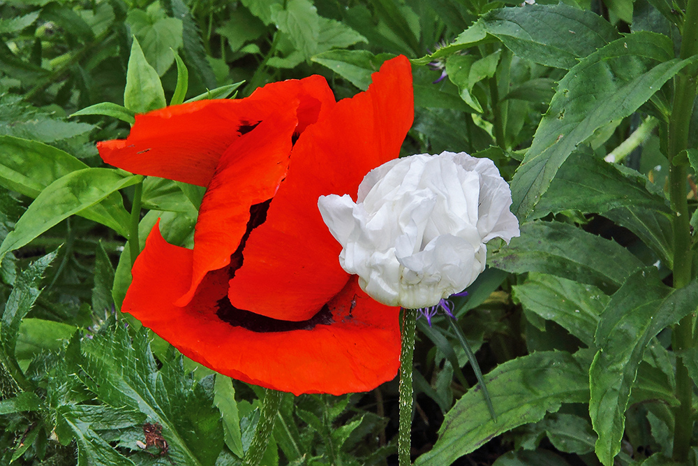 Islandmohn