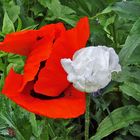 Islandmohn