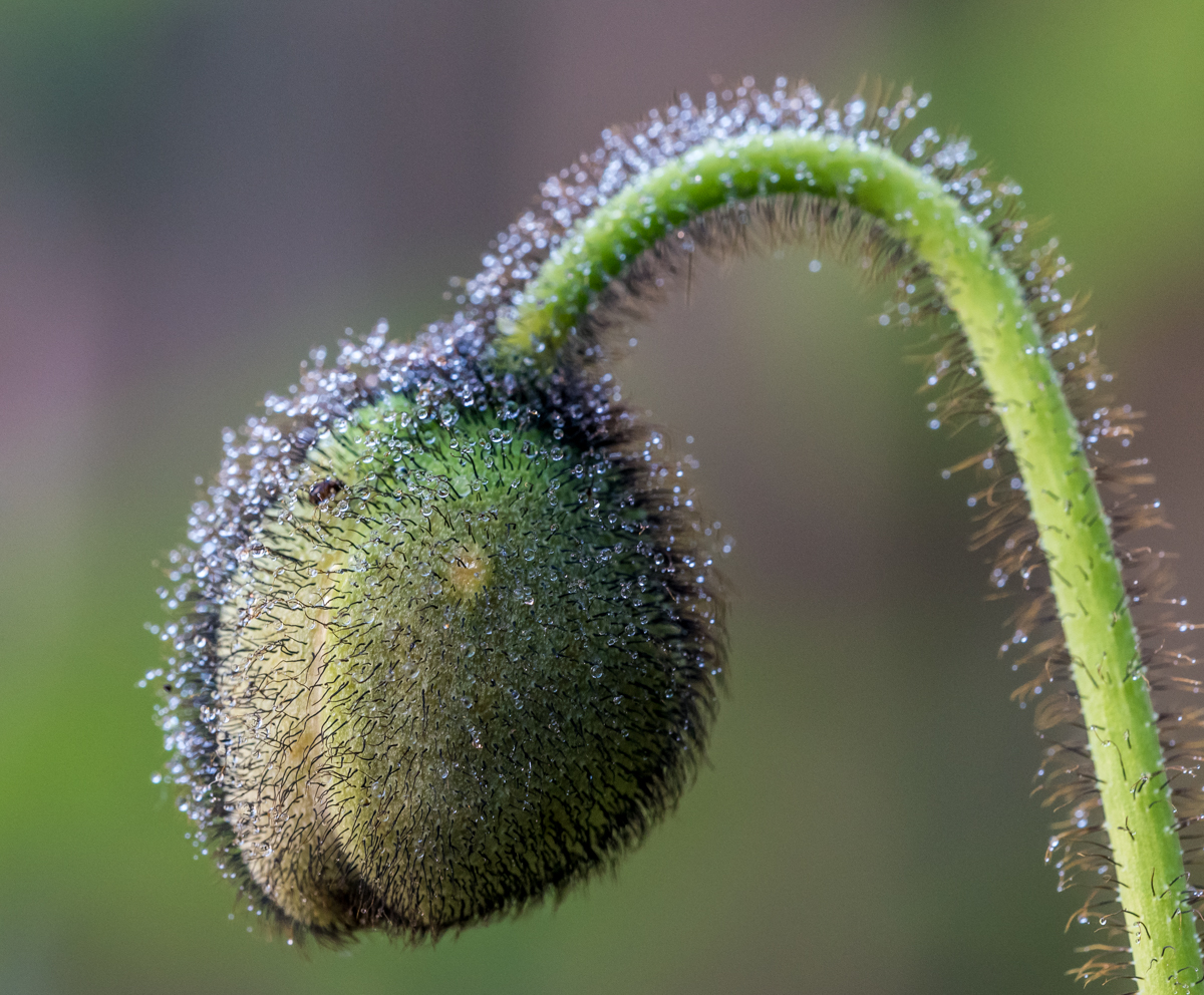 Islandmohn