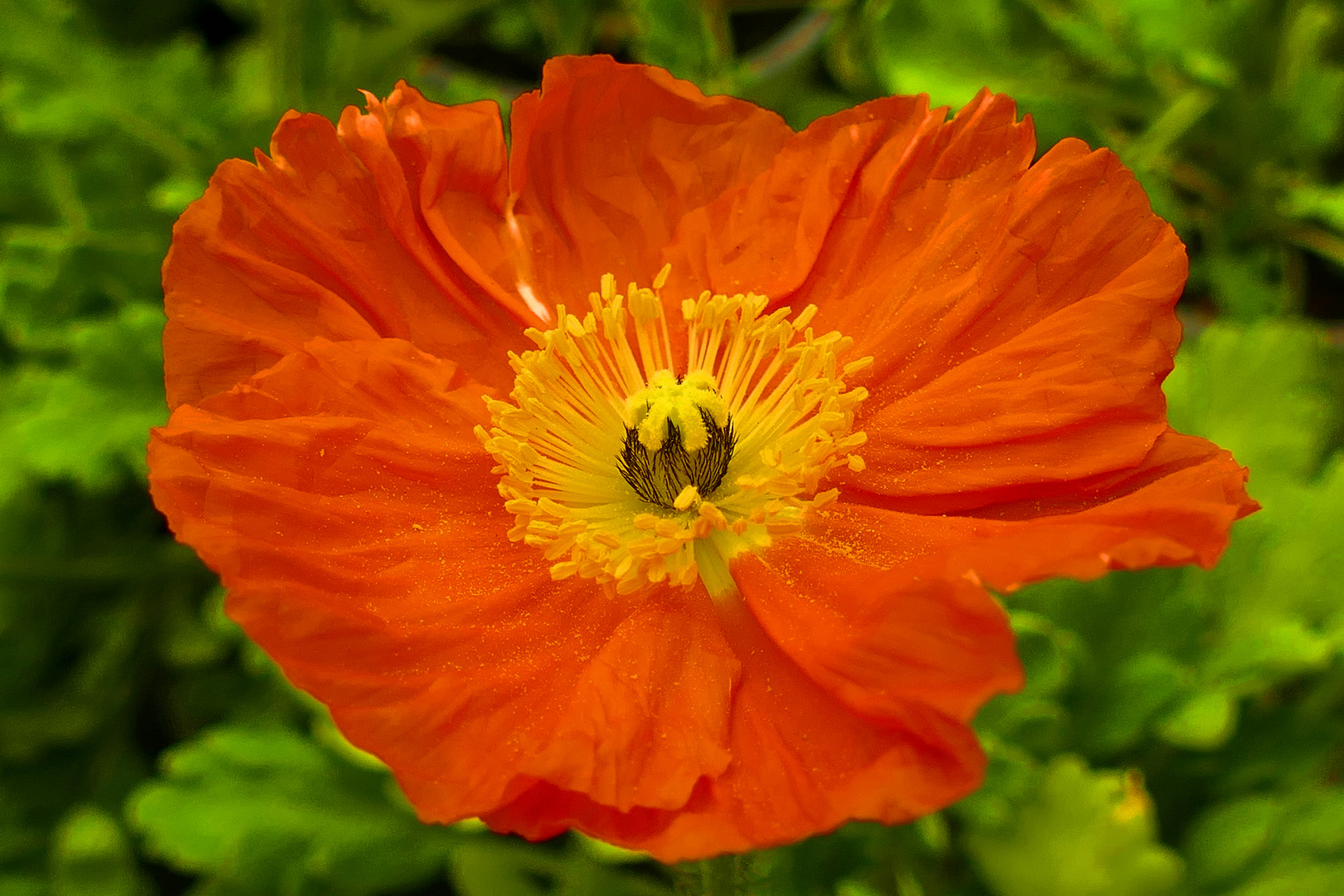 Islandmohn