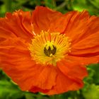 Islandmohn