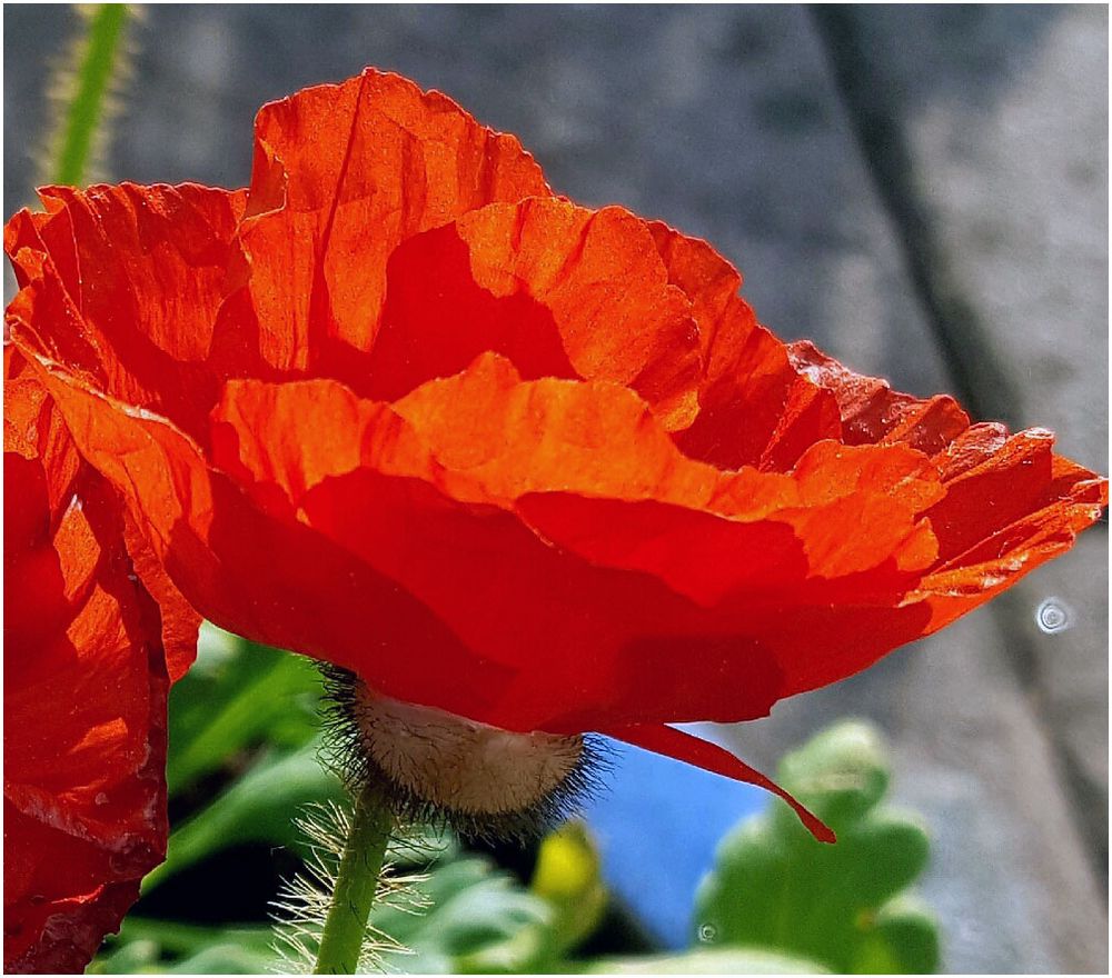 Islandmohn...