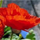 Islandmohn...