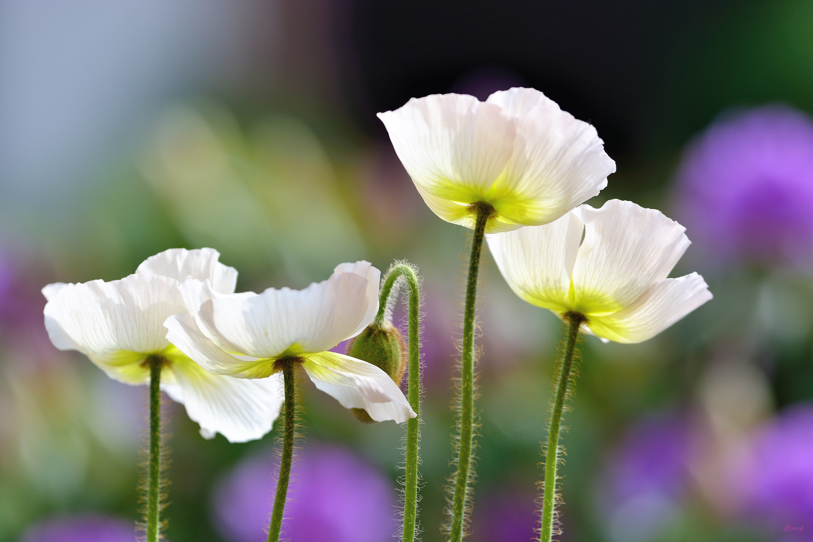 Islandmohn