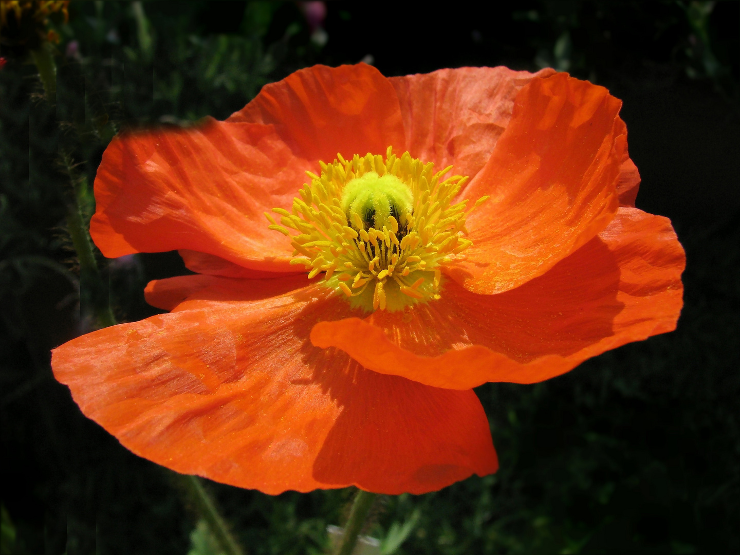 Islandmohn