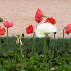 Islandmohn