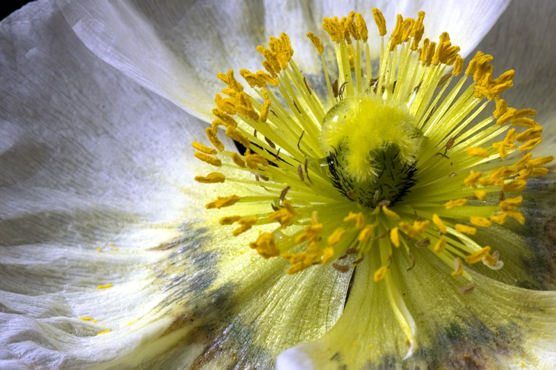 islandmohn