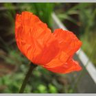 Islandmohn