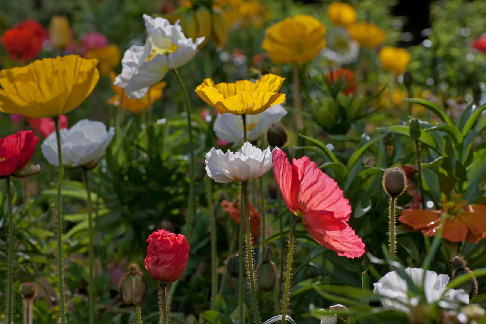 Islandmohn