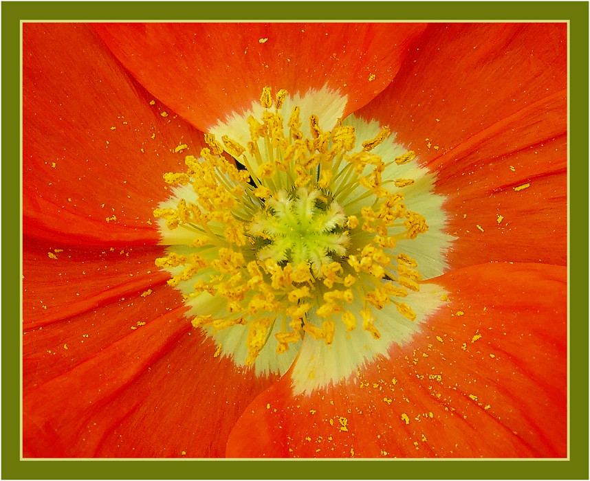 Islandmohn