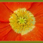 Islandmohn