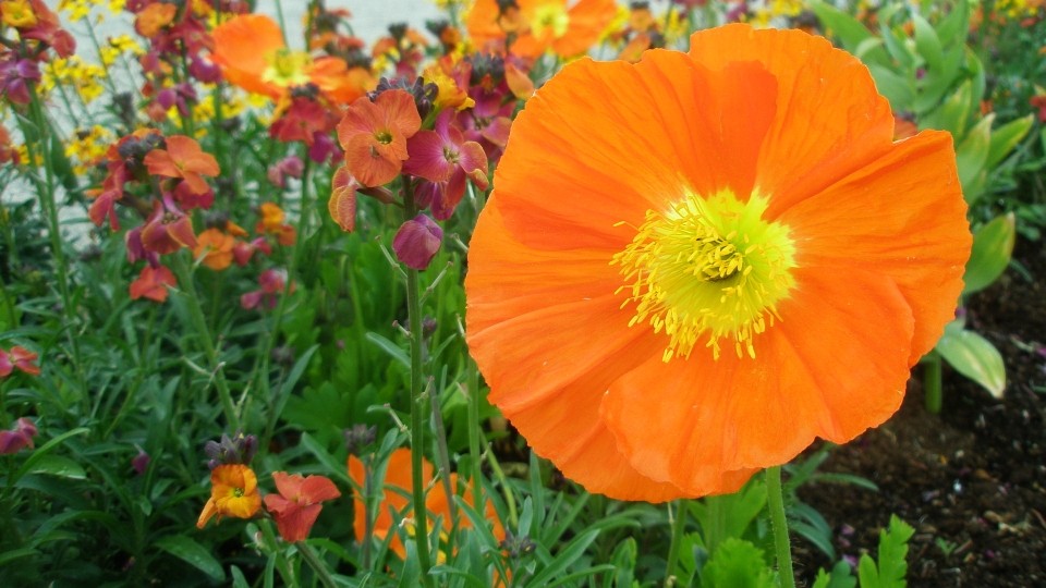 Islandmohn auf der BUGA in Schwerin