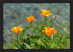 Islandmohn auf Korsika