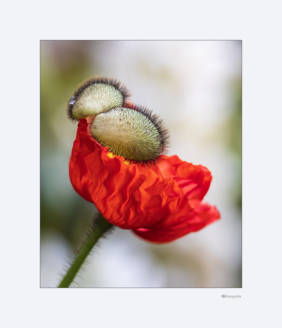 Islandmohn