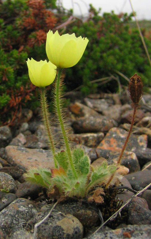 Islandmohn