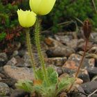 Islandmohn