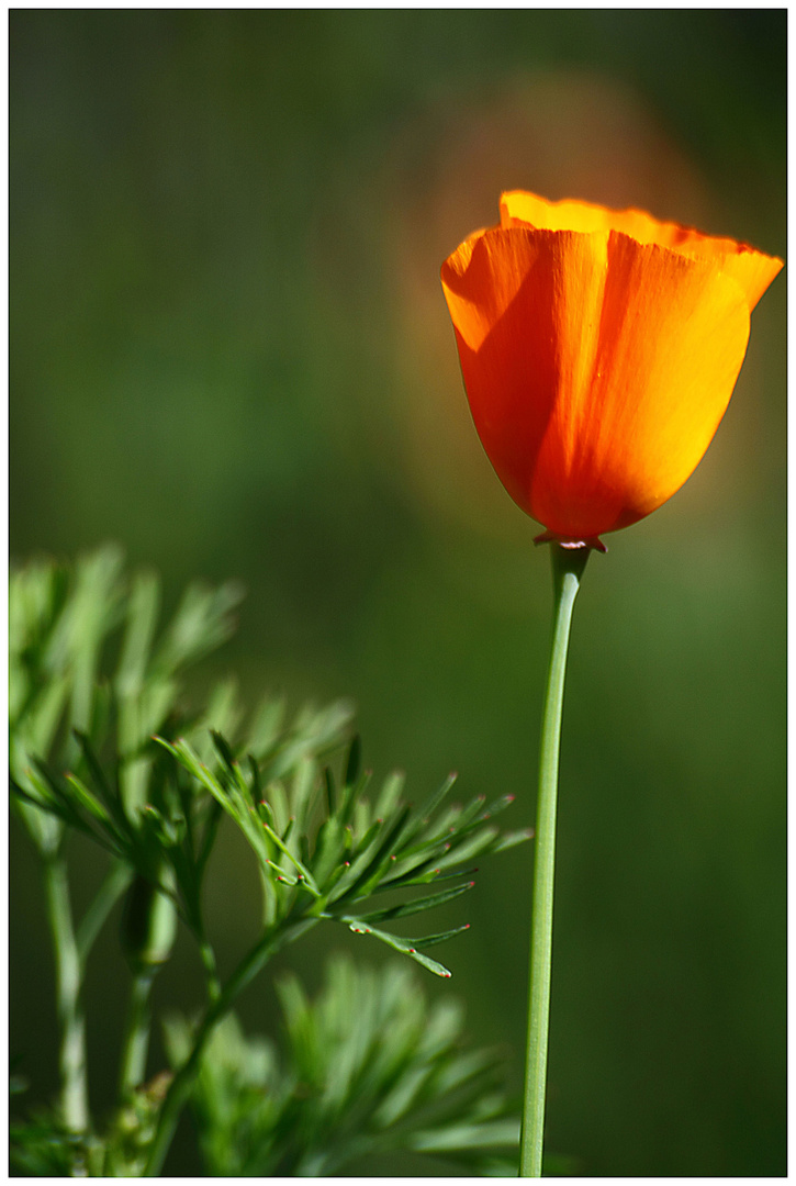 Islandmohn