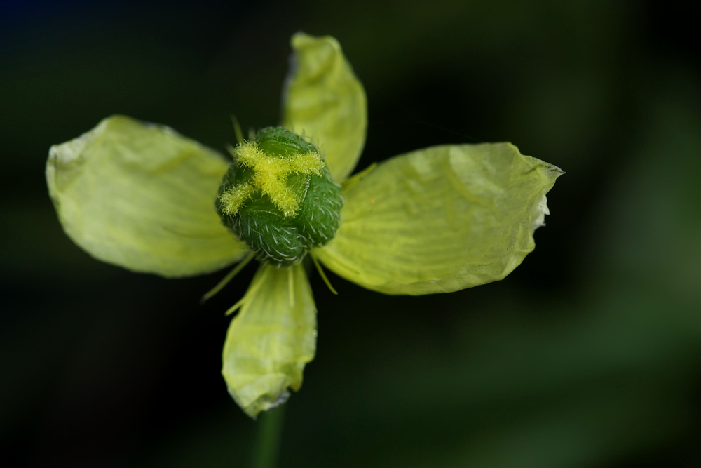 `` Islandmohn ´´