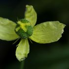 `` Islandmohn ´´