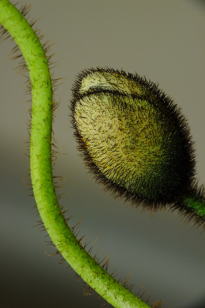 Islandmohn