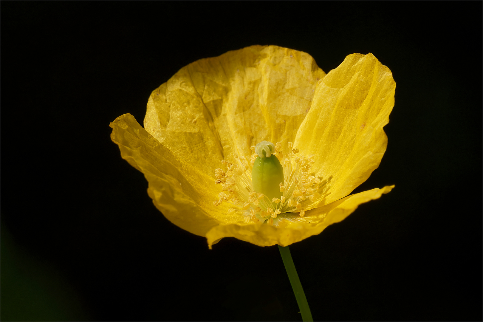 Islandmohn - Blüte  .....