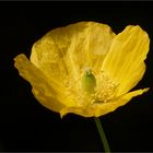 Islandmohn - Blüte  .....