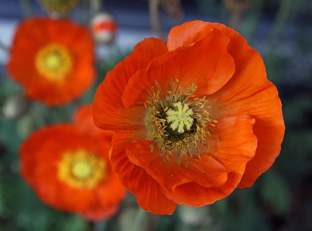 Islandmohn