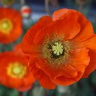 Islandmohn