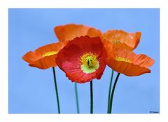 Islandmohn