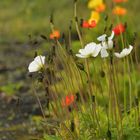 Islandmohn