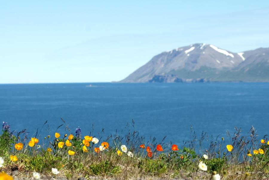 Islandmohn