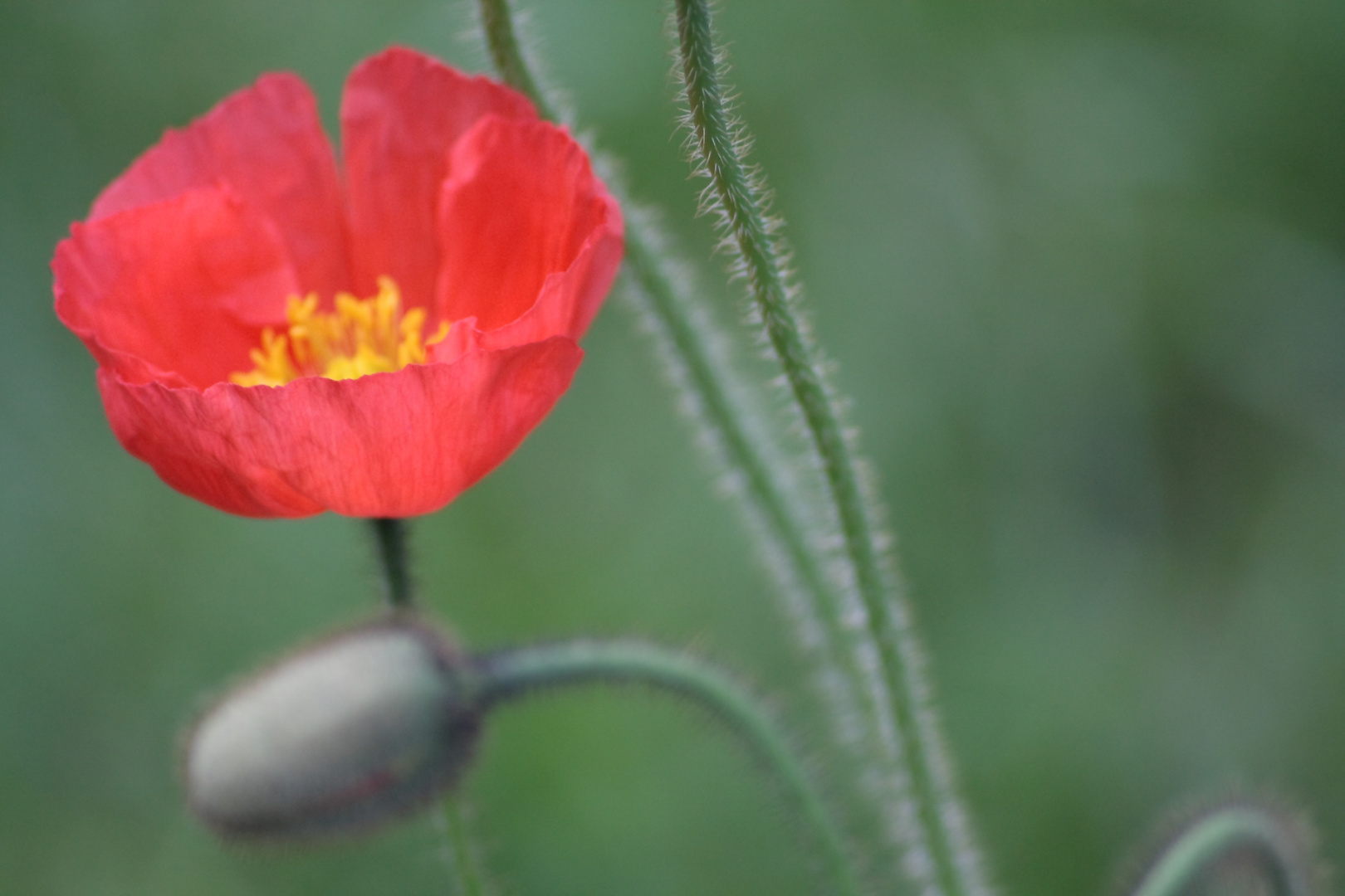 Islandmohn