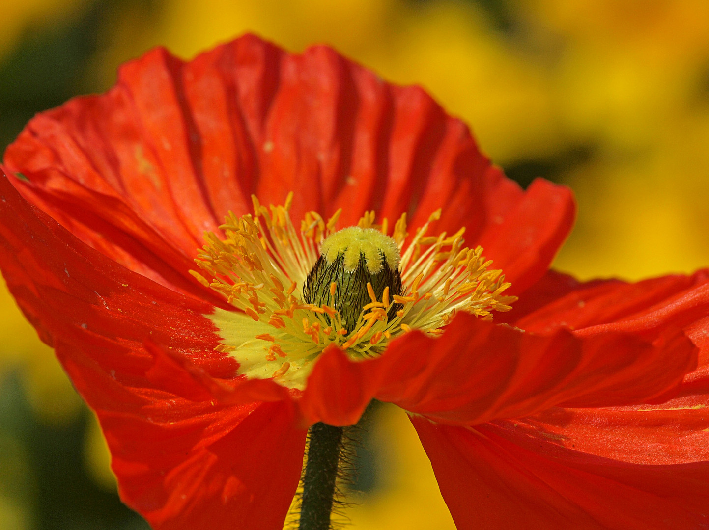 Islandmohn