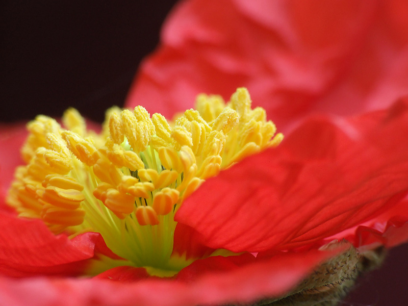 Islandmohn