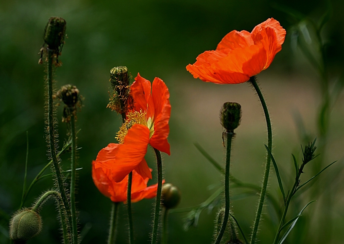 Islandmohn